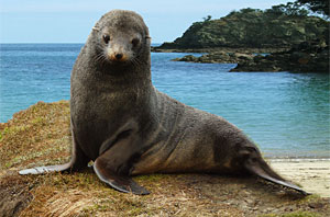 Komodo Board Game Fur Seal 