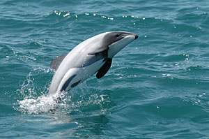 Hector’s Dolphin