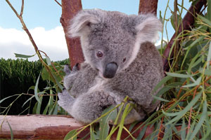 Komodo board game baby koala