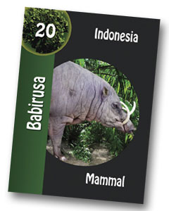 Babirusa playing card in the Komodo board game