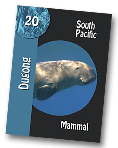 Komodo Board Game Dugong Playing card