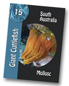 Komodo Board Game Giant Cuttlefish Playing card