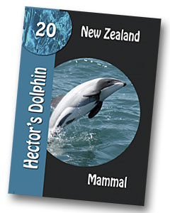 Komodo Board Game Hectors Dolphin Playing card
