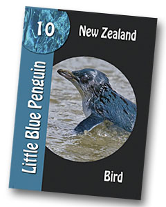 Komodo board game little blue penguin playing card