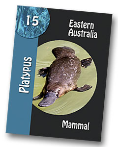Komodo board game platypus playing card