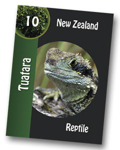 Komodo Board Game Tuatara playing card