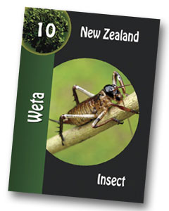 Komodo Board Game Weta playing card