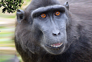 Celebes Macaque in the Komodo board game
