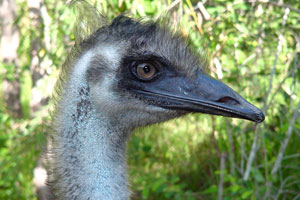 Komodo Board Game Emu 