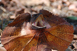 Komodo Board Game Frilled Lizard