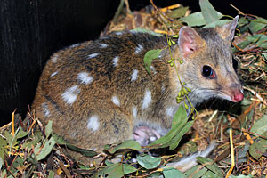 Komodo board game quoll