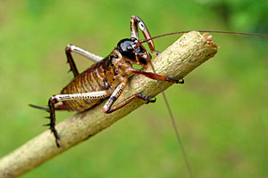 Komodo Board Game Weta