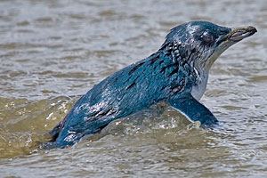 Komodo board game little blue penguin