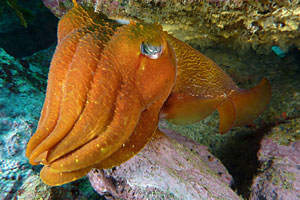 Komodo Board Game Cuttlefish