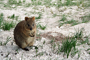 Komodo board game quokka