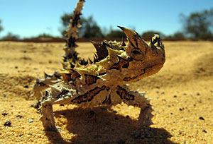 Komodo board game thorny devil