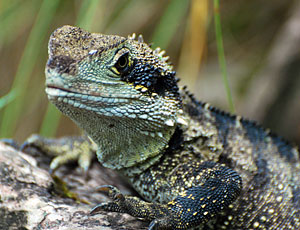 Komodo Board Game Tuatara